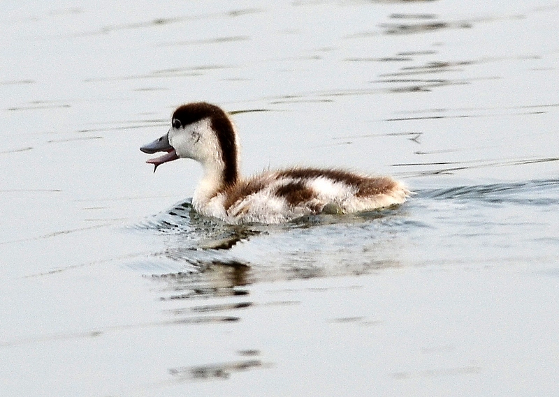 Tadorna tadorna (Linnaeus, 1758)  Pullo